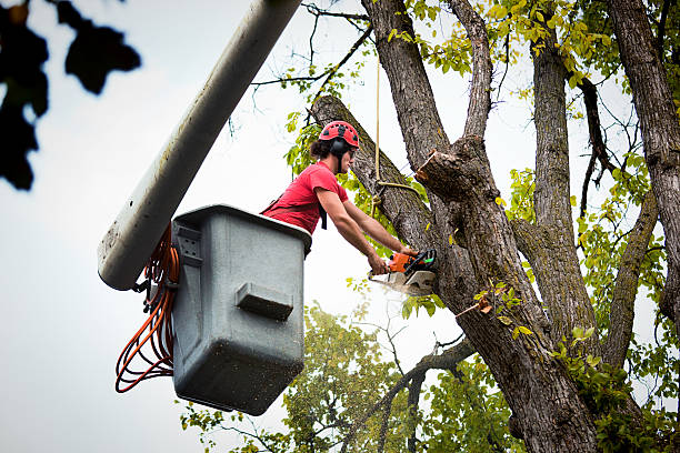 Laurel Hollow, NY Tree Removal Company