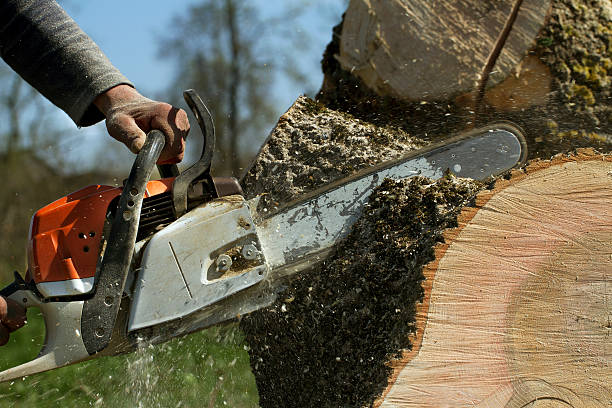 Best Stump Grinding and Removal  in Laurel Hollow, NY