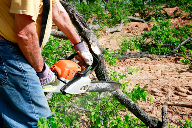Best Lawn Drainage Solutions  in Laurel Hollow, NY